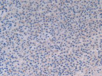 Polyclonal Antibody to Milk Fat Globule EGF Factor 8 (MFGE8)