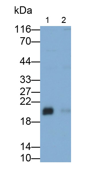 Polyclonal Antibody to V-Ha-Ras Harvey Rat Sarcoma Viral Oncogene Homolog (HRAS)