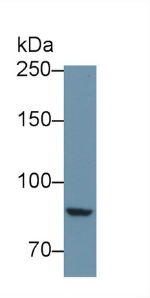 Polyclonal Antibody to Protein Tyrosine Phosphatase Receptor Type S (PTPRS)