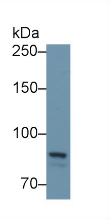 Polyclonal Antibody to Protein Tyrosine Phosphatase Receptor Type S (PTPRS)