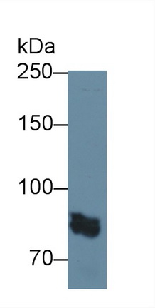 Polyclonal Antibody to Protein Tyrosine Phosphatase Receptor Type S (PTPRS)