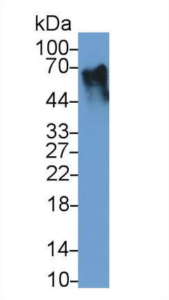 Polyclonal Antibody to Integrin Alpha FG GAP Repeat Containing Protein 1 (ITFG1)