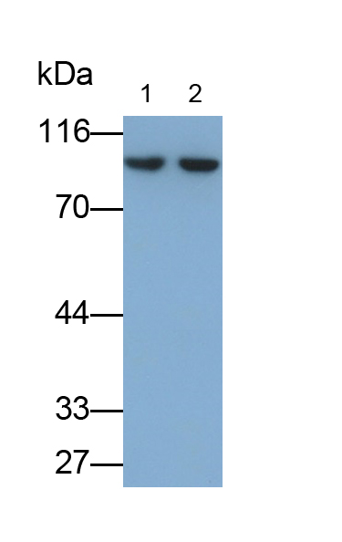 Polyclonal Antibody to Dopamine Receptor D1 (DRD1)