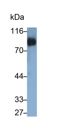 Polyclonal Antibody to Cluster of Differentiation 42d (CD42d)