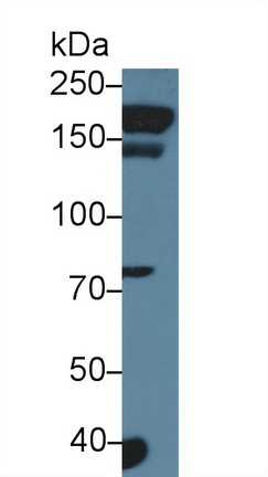 Polyclonal Antibody to Agrin (AGRN)