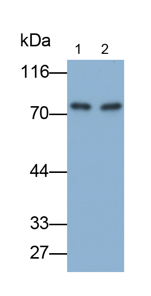 Polyclonal Antibody to Complement C4-B (C4B)