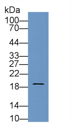 Polyclonal Antibody to Pleiotrophin (PTN)