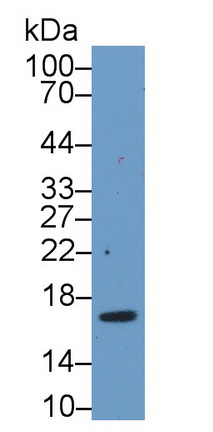 Polyclonal Antibody to Pleiotrophin (PTN)