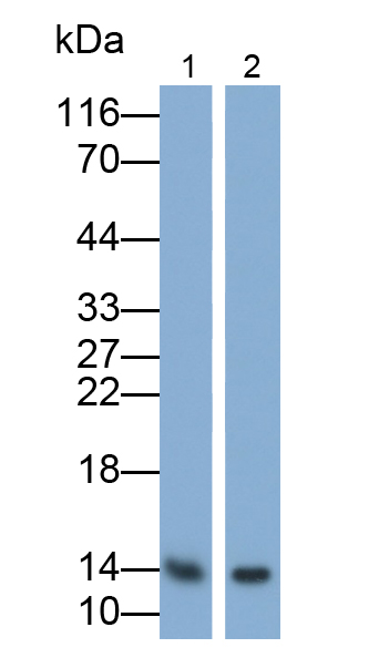 Polyclonal Antibody to Secretory Leukocyte Peptidase Inhibitor (SLPI)