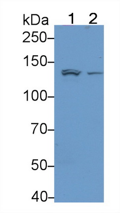 Polyclonal Antibody to Integrin Alpha 1 (ITGa1)