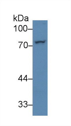 Polyclonal Antibody to Perforin 1 (PRF1)