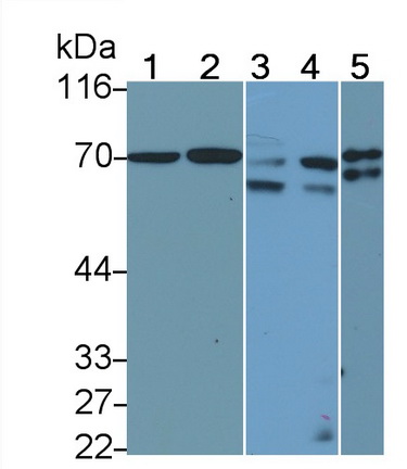 Polyclonal Antibody to Perforin 1 (PRF1)