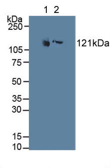 Polyclonal Antibody to Microtubule Associated Protein 4 (MAP4)