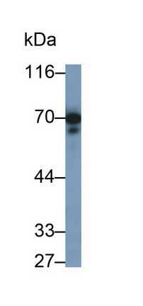 Polyclonal Antibody to Protein Tyrosine Phosphatase Receptor Type O (PTPRO)