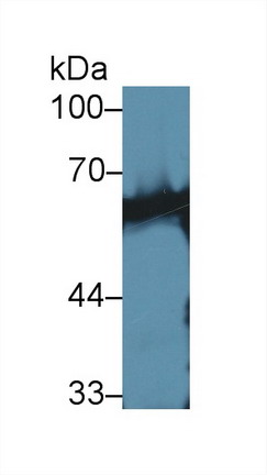 Polyclonal Antibody to Calcineurin (CaN)