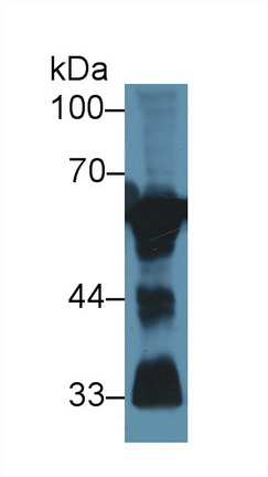 Polyclonal Antibody to Calcineurin (CaN)