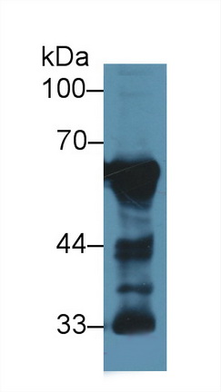 Polyclonal Antibody to Calcineurin (CaN)