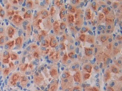 Polyclonal Antibody to Ornithine Decarboxylase (ODC)