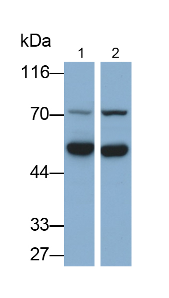 Polyclonal Antibody to Ornithine Decarboxylase (ODC)