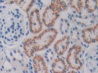 Polyclonal Antibody to Ornithine Decarboxylase (ODC)