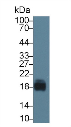 Polyclonal Antibody to Cluster of Differentiation 59 (CD59)