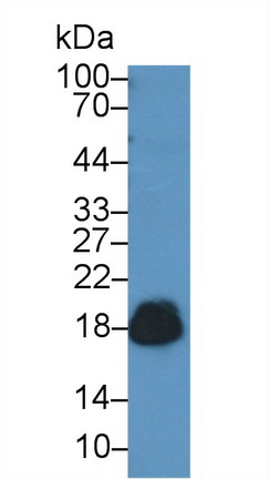 Polyclonal Antibody to Cluster of Differentiation 59 (CD59)