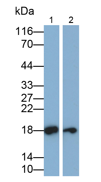 Polyclonal Antibody to Cluster of Differentiation 59 (CD59)