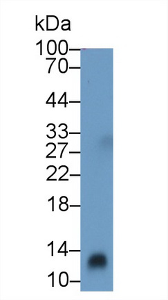 Polyclonal Antibody to Cluster of Differentiation 59 (CD59)