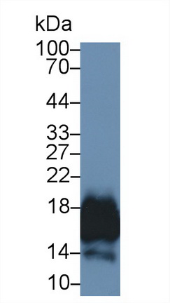 Polyclonal Antibody to Cluster of Differentiation 59 (CD59)