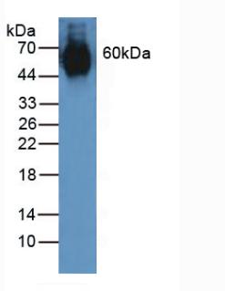 Polyclonal Antibody to Elastin (ELN)