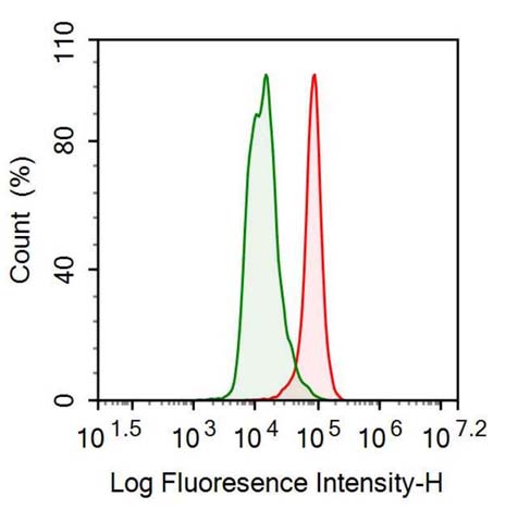 Polyclonal Antibody to Actin Alpha 1, Cardiac Muscle (ACTC1)