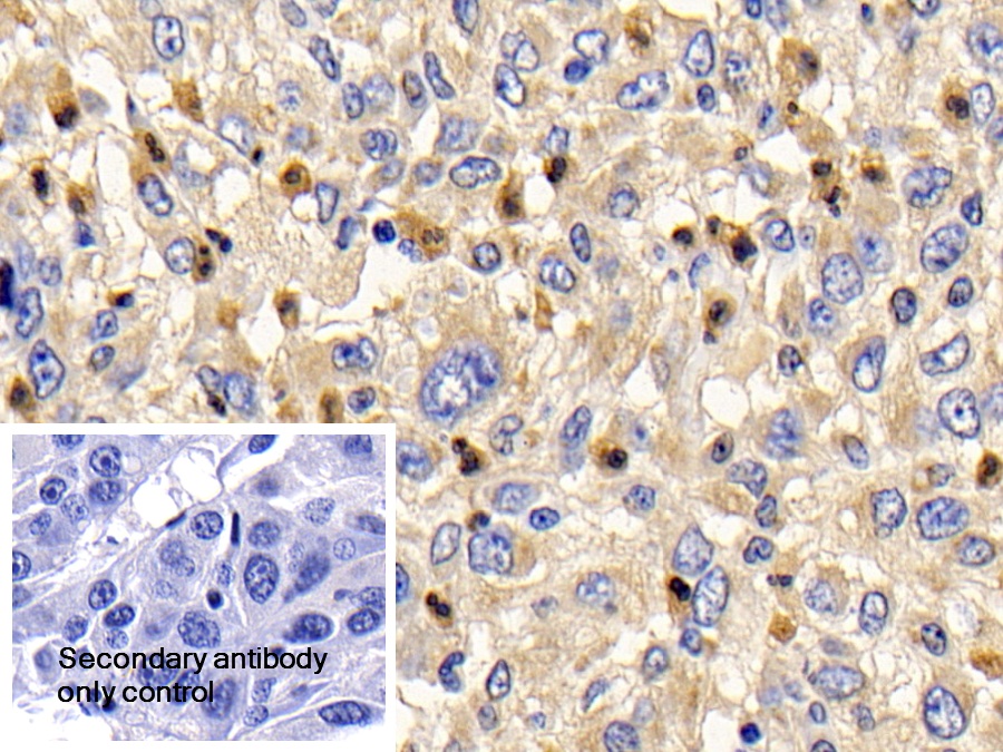 Polyclonal Antibody to Bcl2 Associated X Protein (Bax)