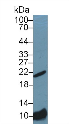 Polyclonal Antibody to Bcl2 Associated X Protein (Bax)