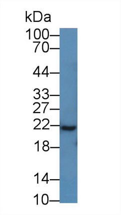 Polyclonal Antibody to Bcl2 Associated X Protein (Bax)