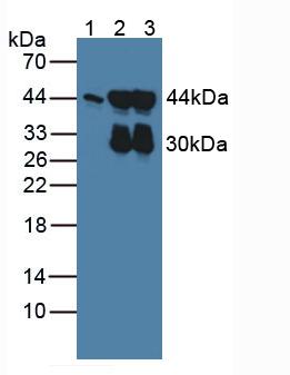 Polyclonal Antibody to Actin Gamma 2, Smooth Muscle (ACTg2)