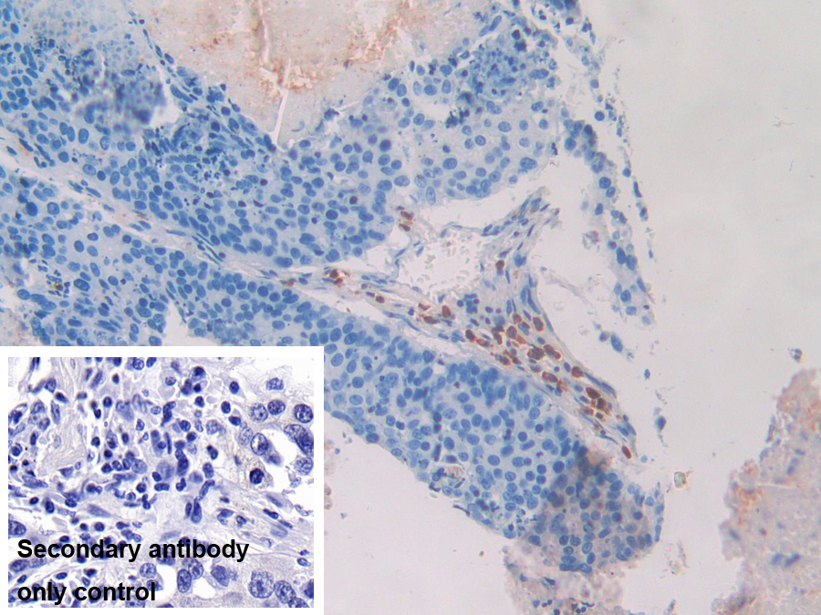 Polyclonal Antibody to Tetraspanin 30Cluster of Differentiation 63 (CD63)