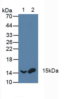 Polyclonal Antibody to Activating Transcription Factor 1 (ATF1)