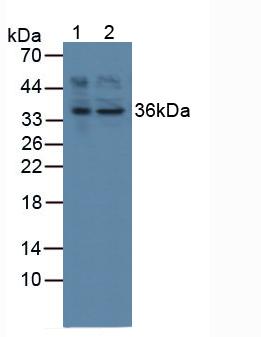 Polyclonal Antibody to Activating Transcription Factor 1 (ATF1)