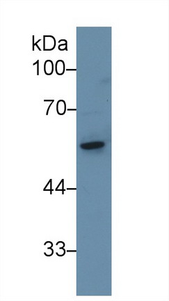 Polyclonal Antibody to Adenylyl Cyclase Associated Protein 1 (CAP1)