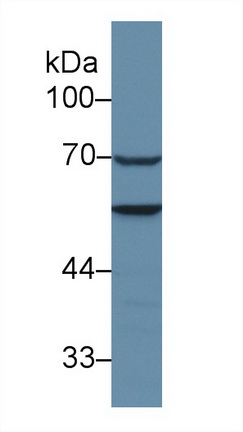 Polyclonal Antibody to Adenylyl Cyclase Associated Protein 1 (CAP1)