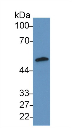 Polyclonal Antibody to Adipose Differentiation Related Protein (ADRP)