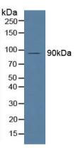 Polyclonal Antibody to Macrophage Expressed Gene 1 Protein (MPG1)