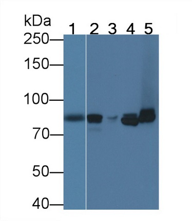 Polyclonal Antibody to Cadherin 5 (CDH5)