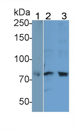 Polyclonal Antibody to Cadherin 5 (CDH5)