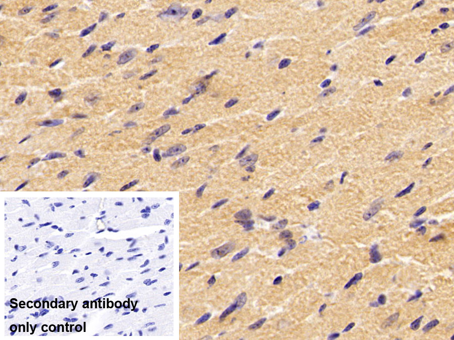 Polyclonal Antibody to Lactate Dehydrogenase A (LDHA)