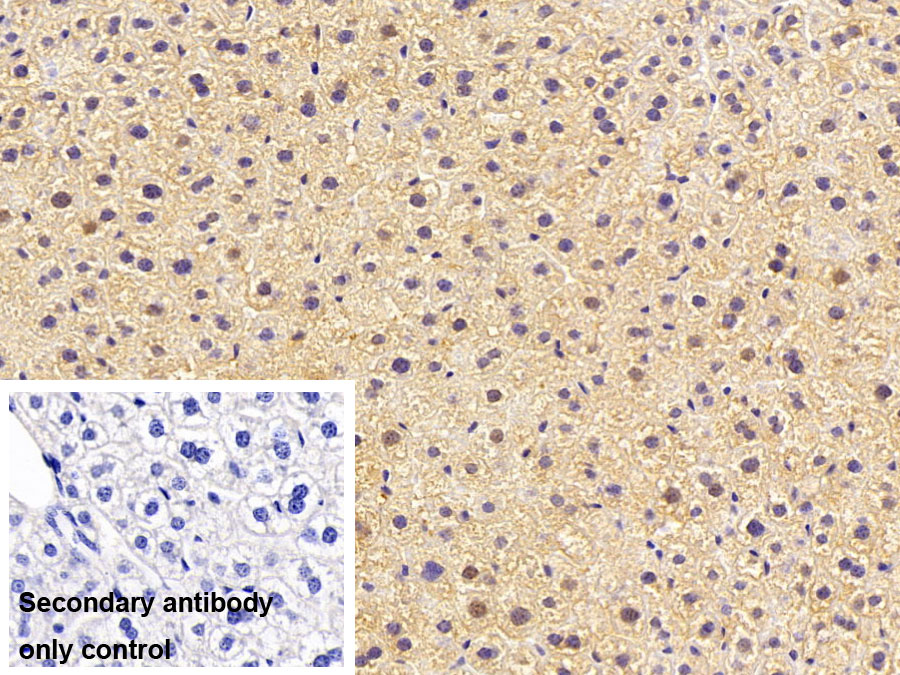 Polyclonal Antibody to Lactate Dehydrogenase A (LDHA)