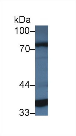 Polyclonal Antibody to Lactate Dehydrogenase A (LDHA)