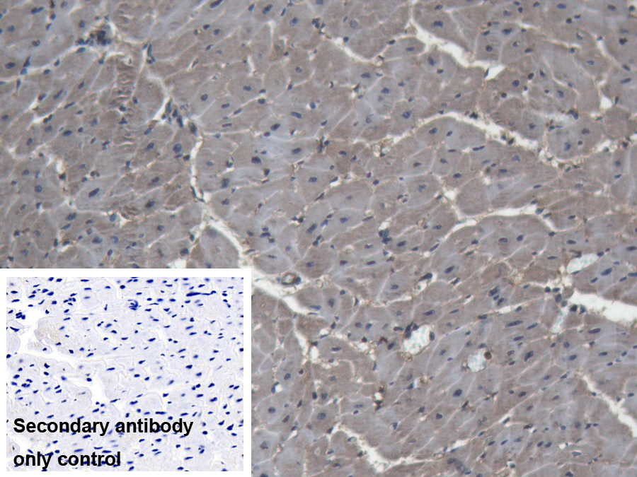 Polyclonal Antibody to Lactate Dehydrogenase A (LDHA)