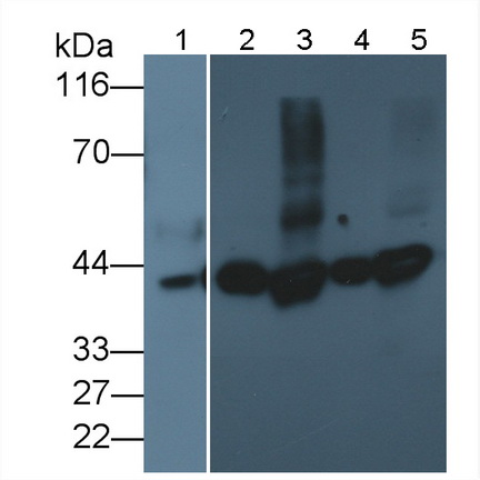 Polyclonal Antibody to Transaldolase (TALDO1)