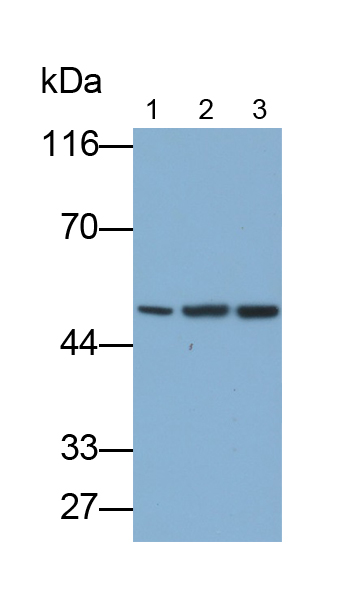 Polyclonal Antibody to Gamma-Glutamyltransferase 1 (gGT1)